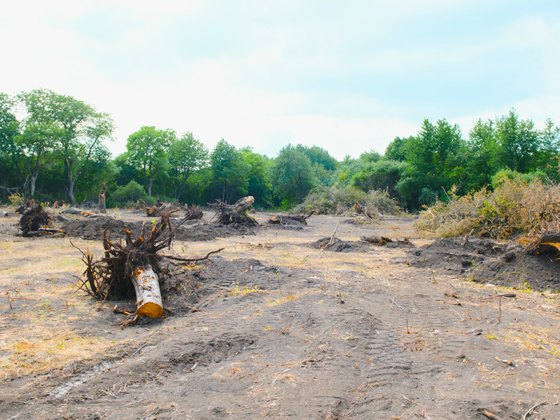 brush and stumps after clearing land