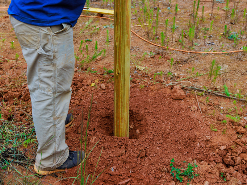 clearing fence line on property